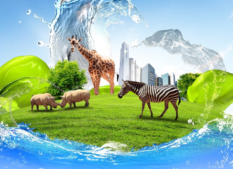 Giraffe and Zebras on Grass