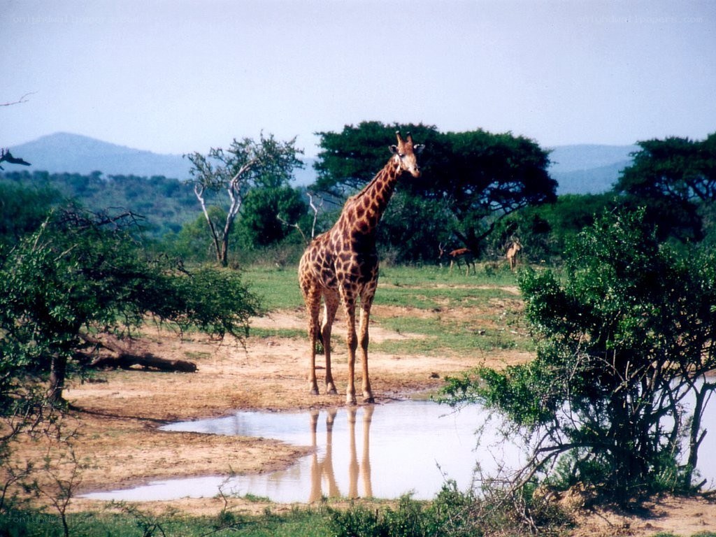 Giraffe at a watering hole
