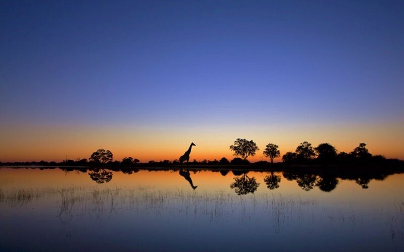 Giraffe at Sunset — Blue