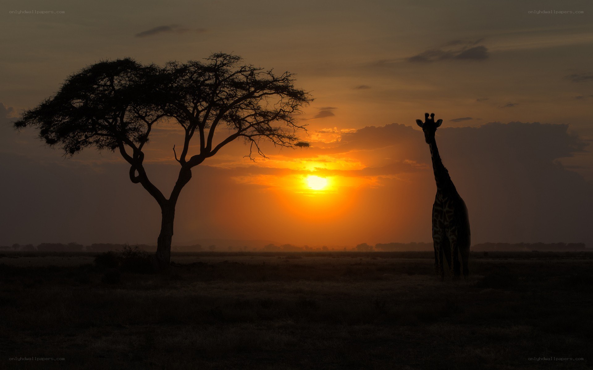 Giraffe at sunset in savanna