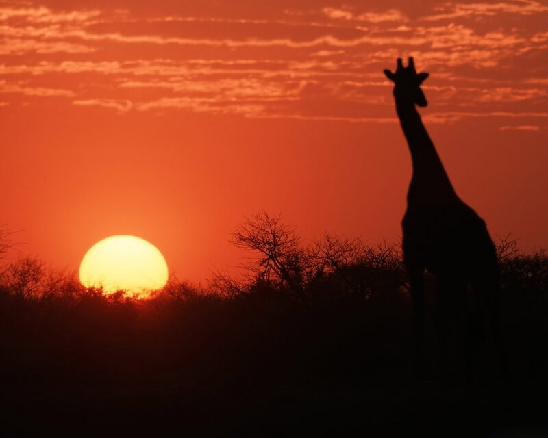 Giraffe at Sunset — Orange