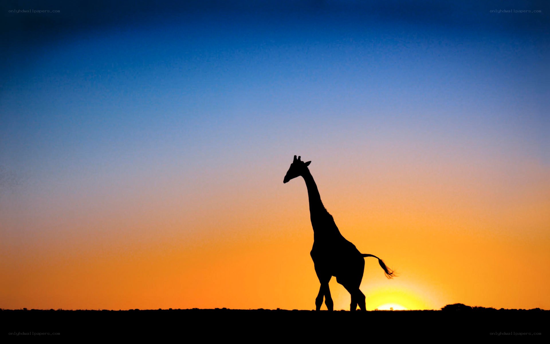 Giraffe at sunset silhouette