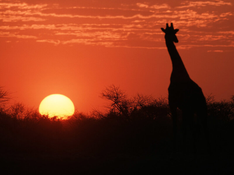 Giraffe at sunset silhouette