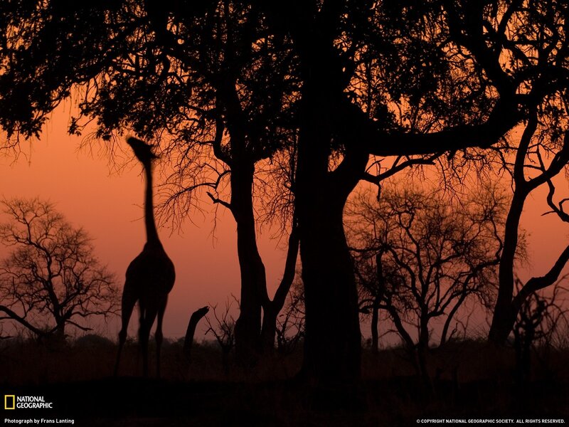 Giraffe at sunset silhouette