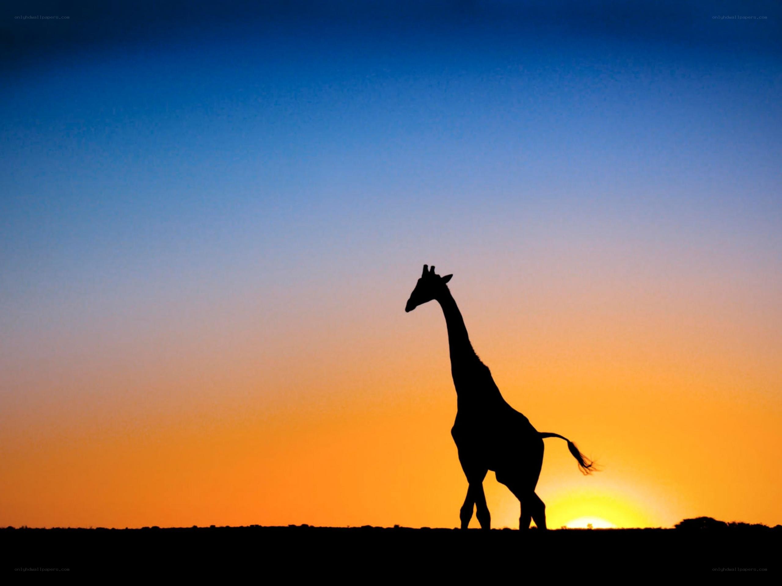 Giraffe at sunset silhouette