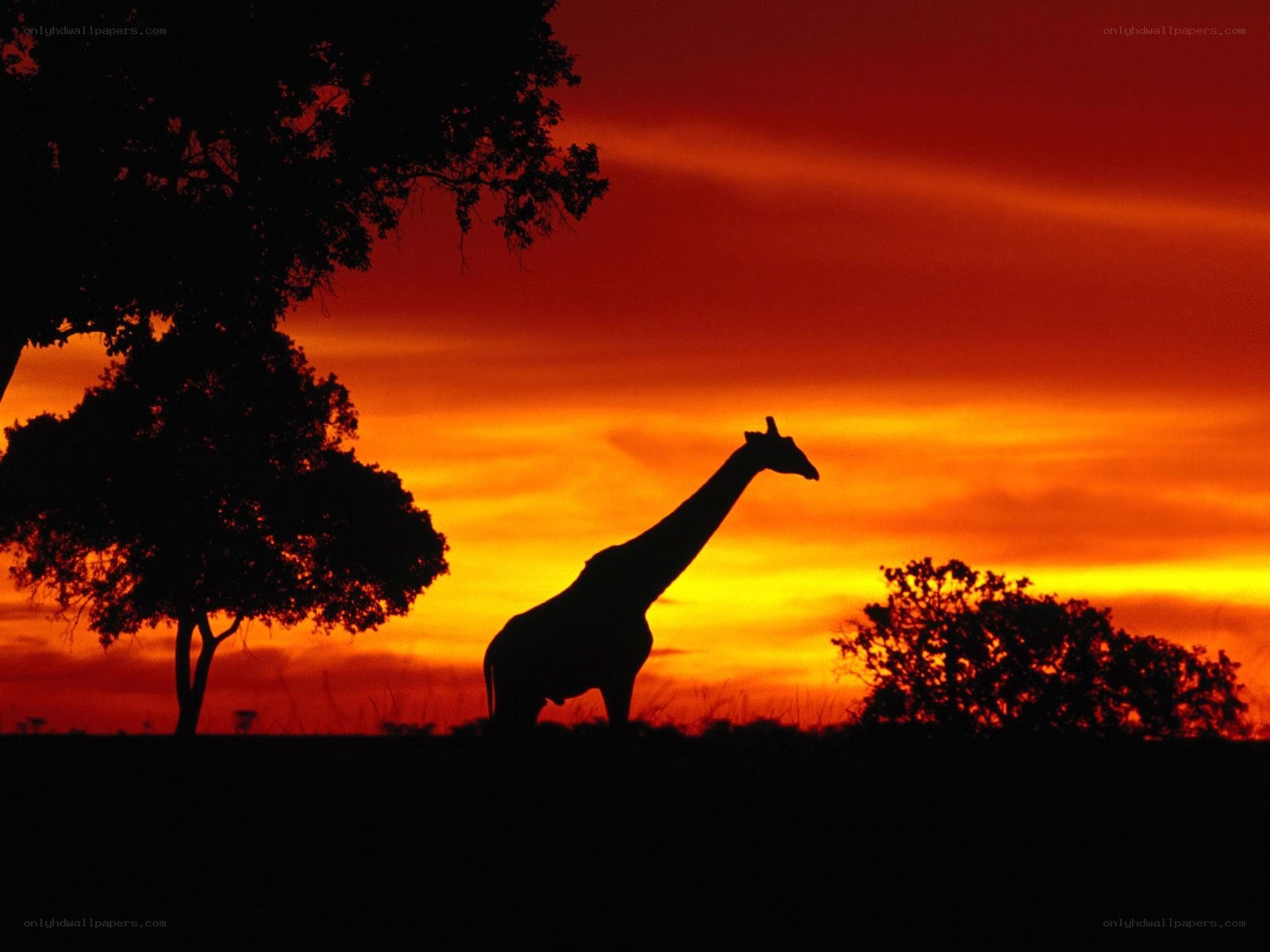 Giraffe at sunset silhouette