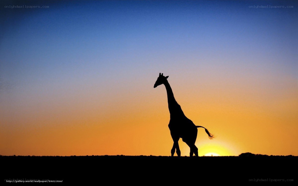 Giraffe at sunset silhouette