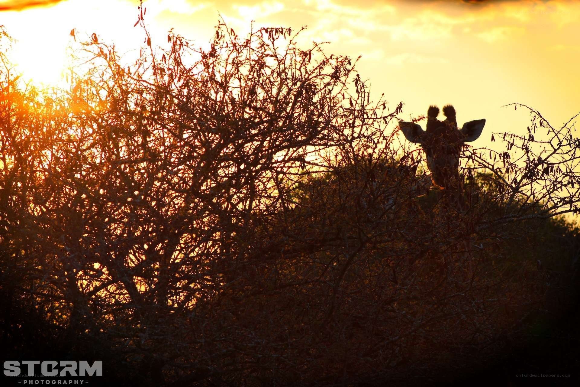 Giraffe at sunset