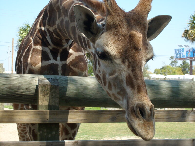 Giraffe at Zoo Enclosure — Brown