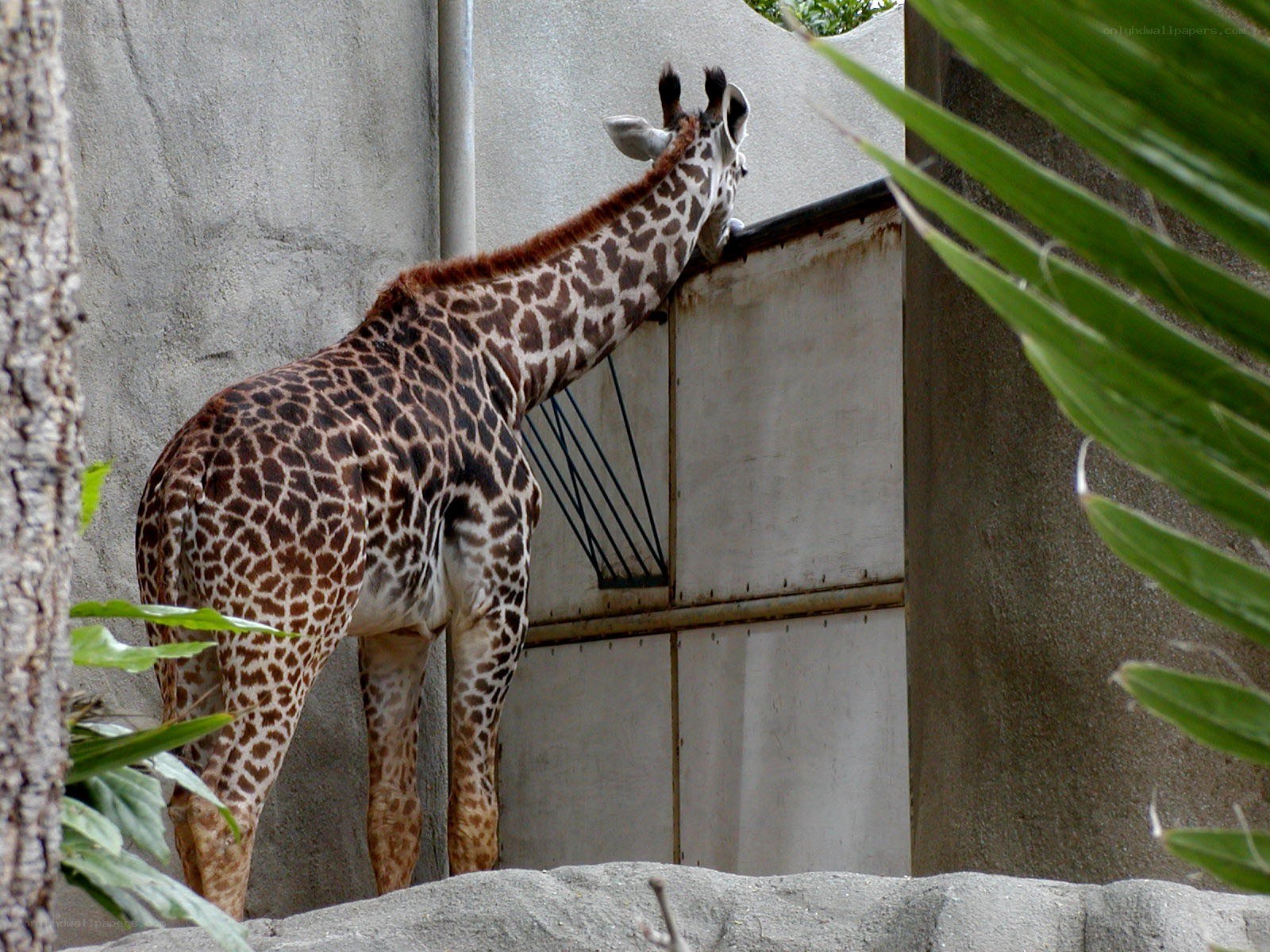 Giraffe at zoo enclosure
