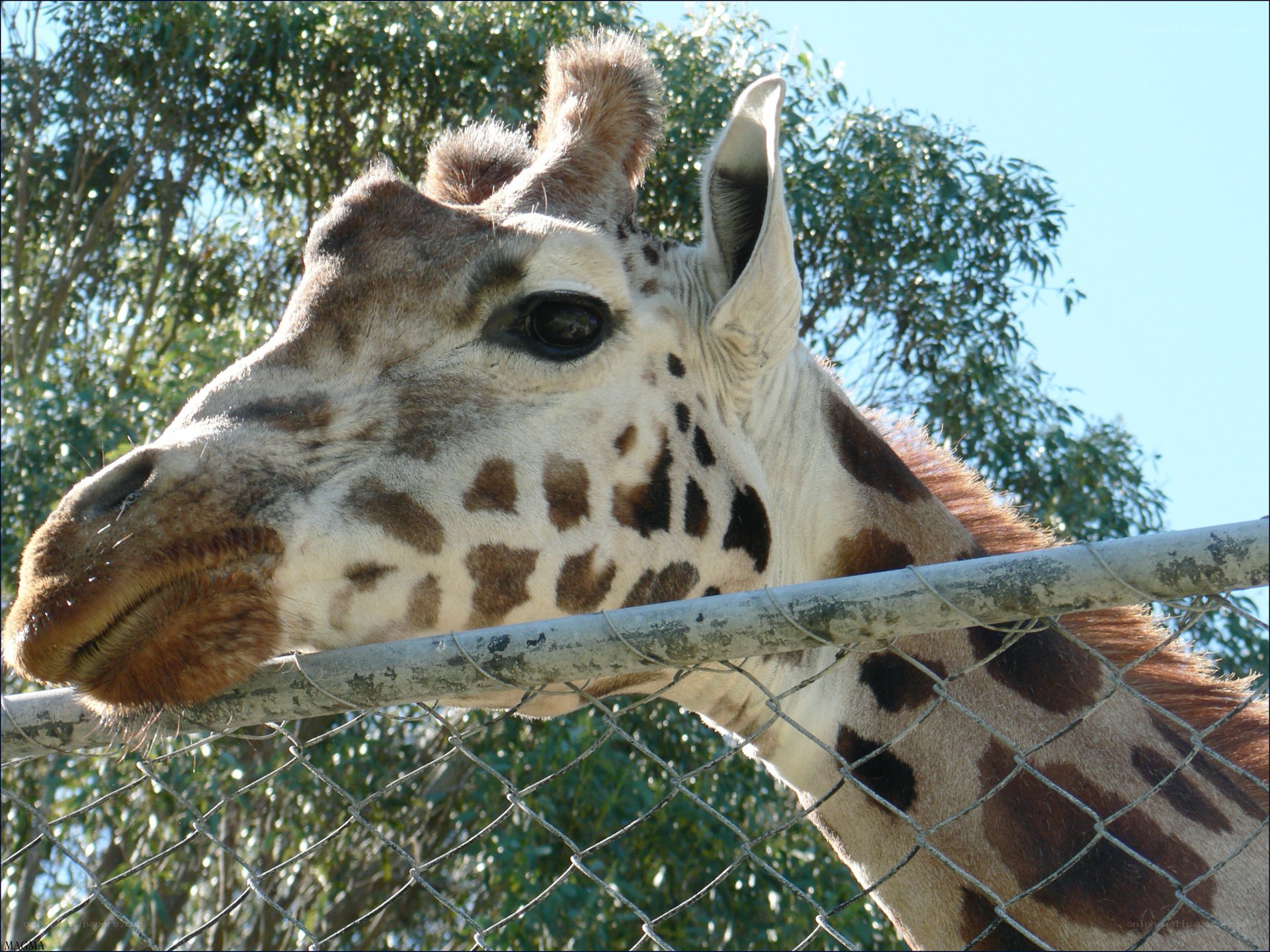 giraffe behind a fence