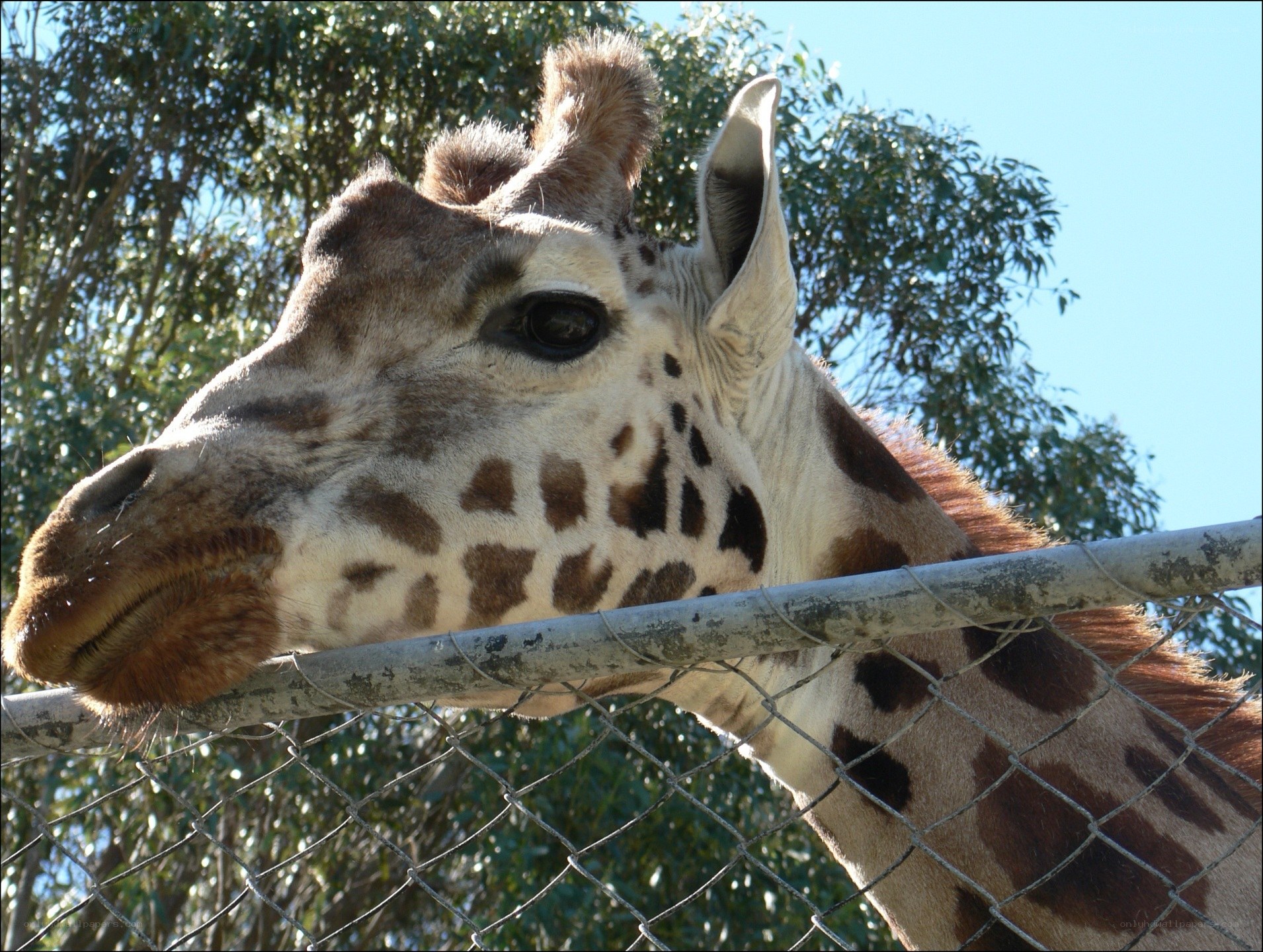 giraffe behind a fence