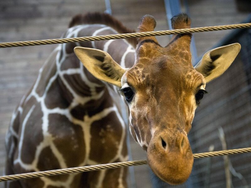 Giraffe Behind Rope