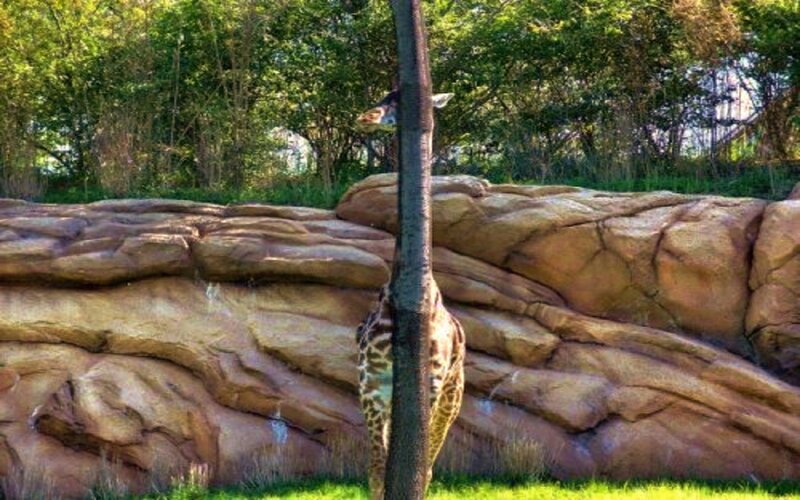 Giraffe Behind Tree