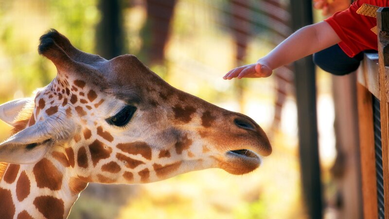Giraffe Being Fed — Brown, Calm, Afternoon