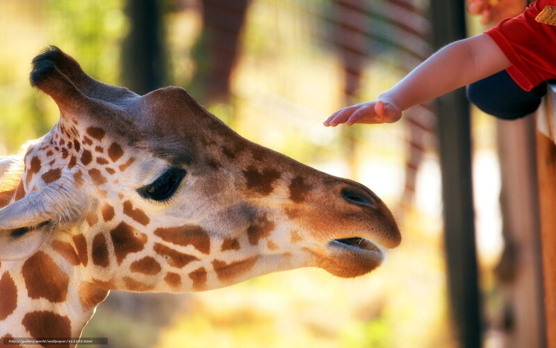 Giraffe Being Fed — Brown