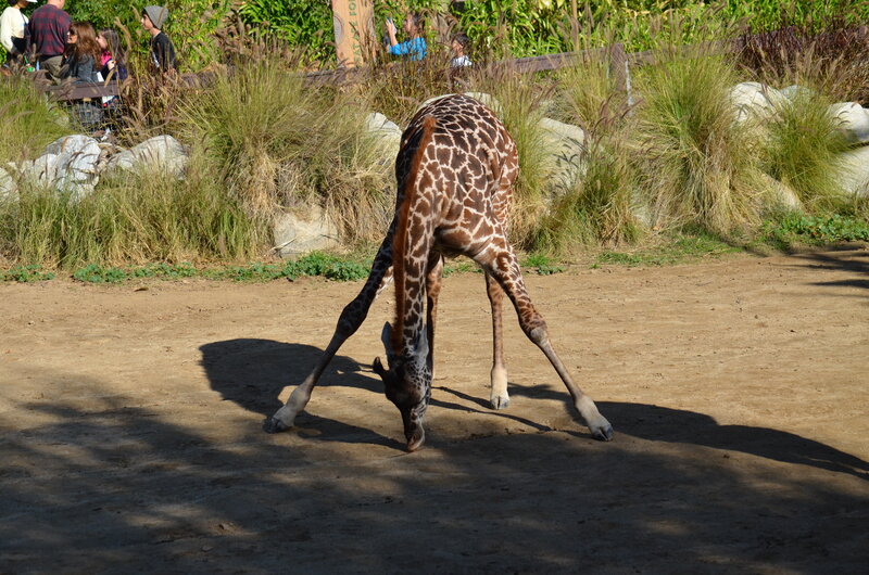 Giraffe Bending Down