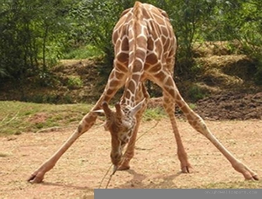 giraffe bending down to eat