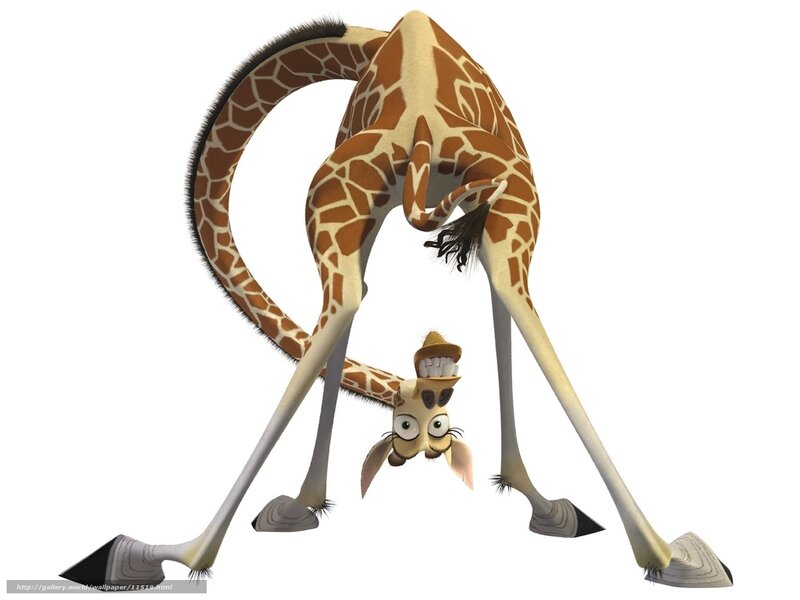 Giraffe bending over