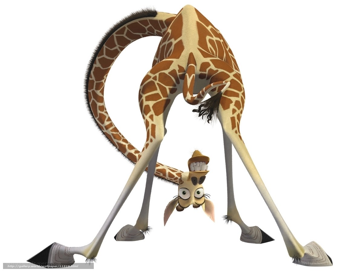 Giraffe bending over
