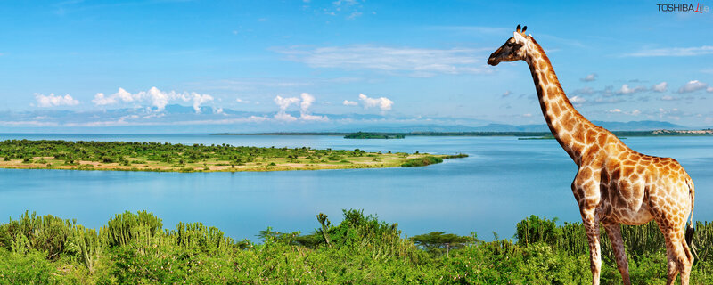 Giraffe by a lake