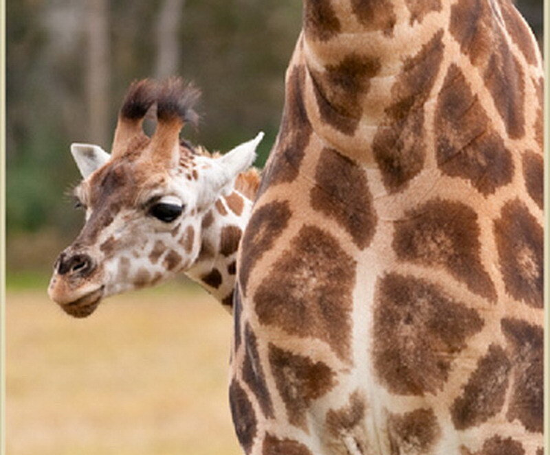 Giraffe Calf and Adult — Brown