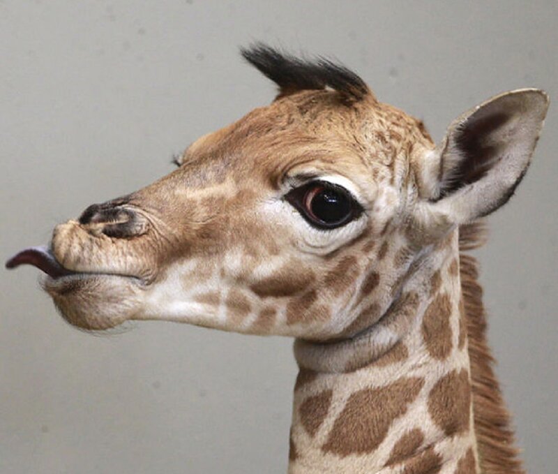 Giraffe Calf — Brown, Calm, Photograph