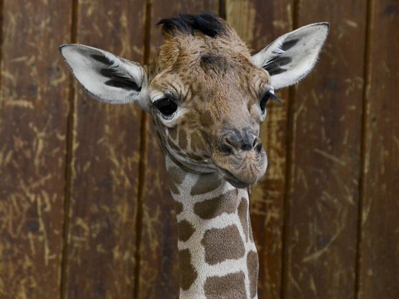 Giraffe Calf — Brown, Calm
