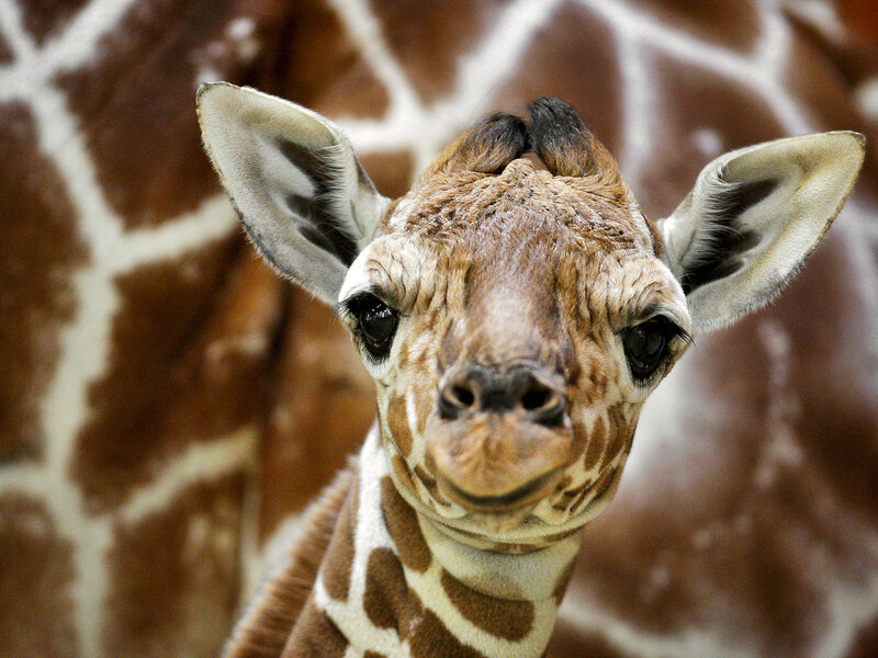 Giraffe Calf — Brown