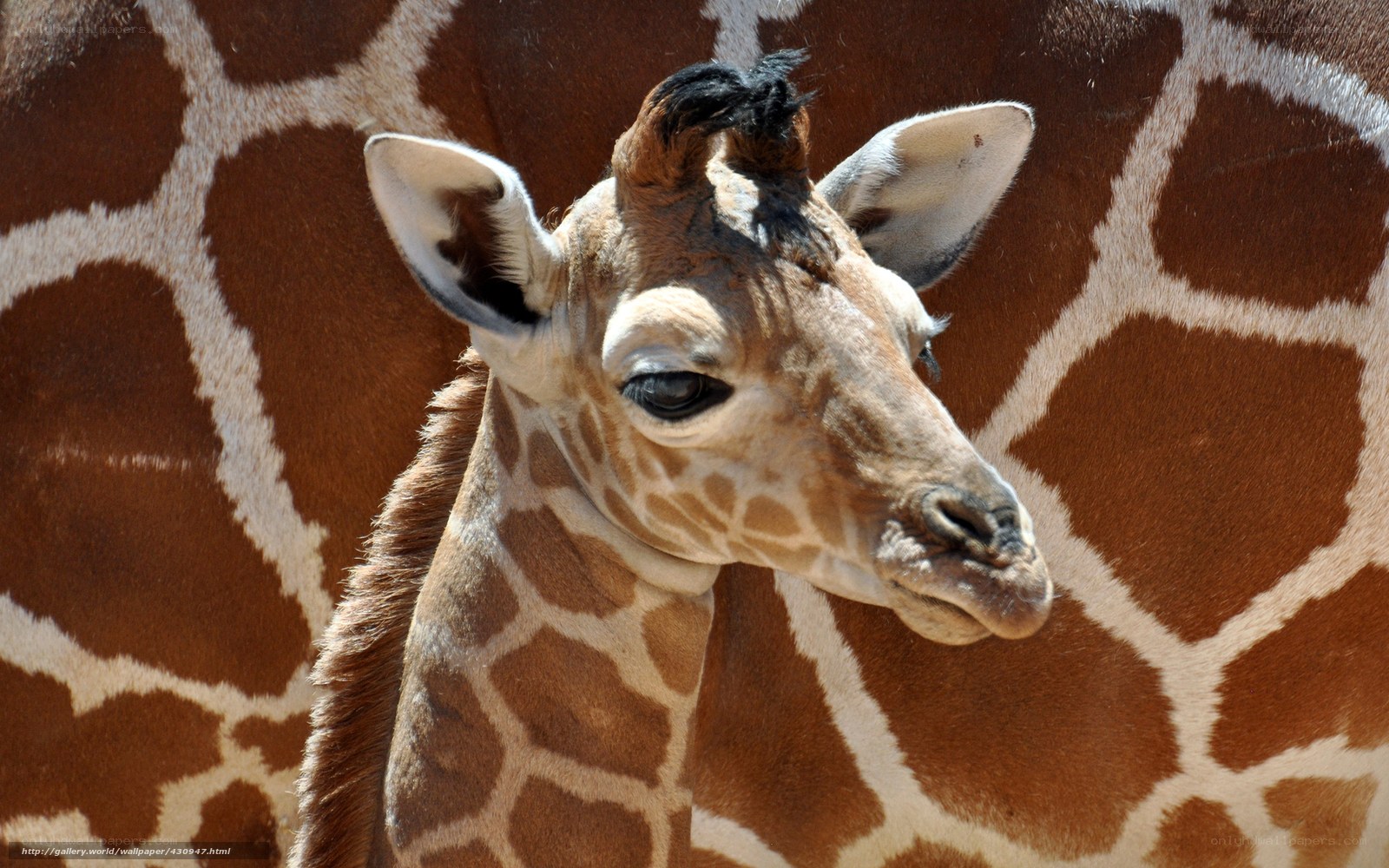 Giraffe calf close-up