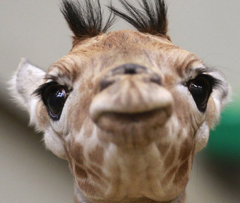 Giraffe Calf Face