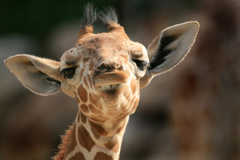 Giraffe Calf Head — Brown, Curious