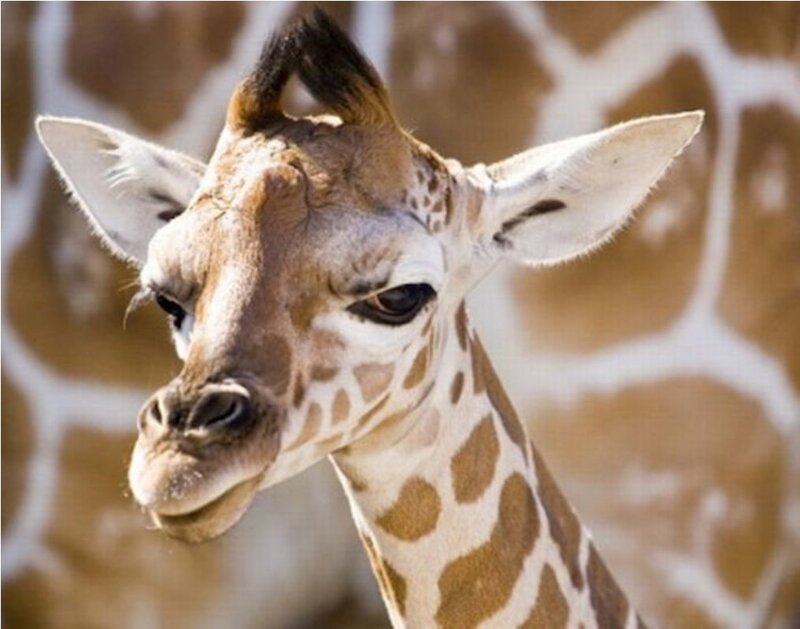 Giraffe Calf Head