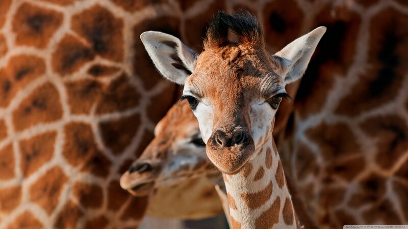 Giraffe Calf in Focus