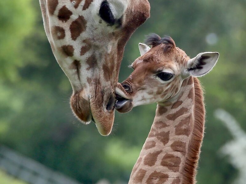 Giraffe Calf Licking Adult