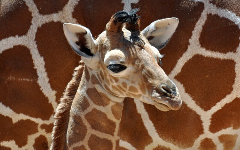 giraffe calf portrait