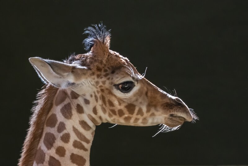 giraffe calf profile