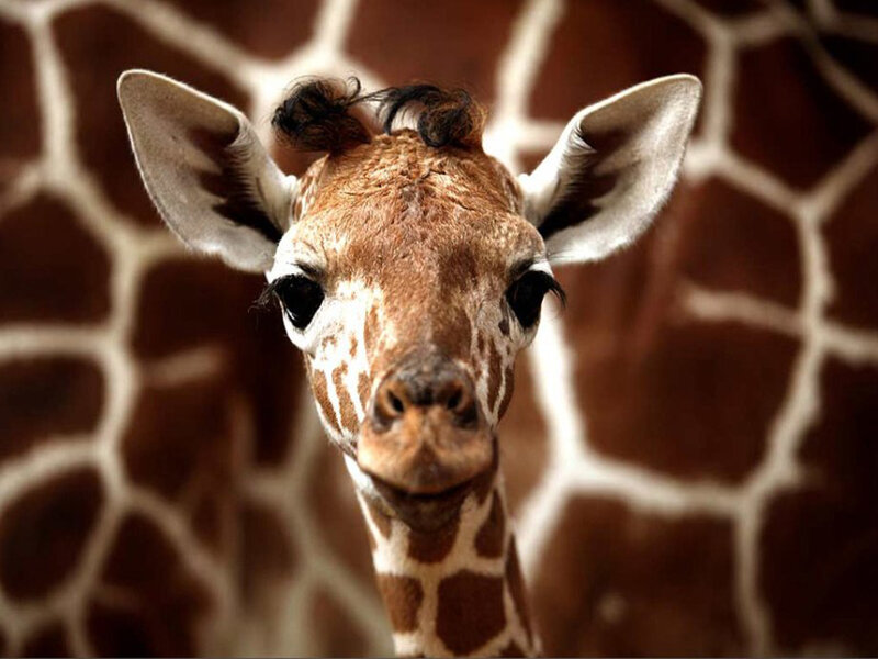 Giraffe Calf
