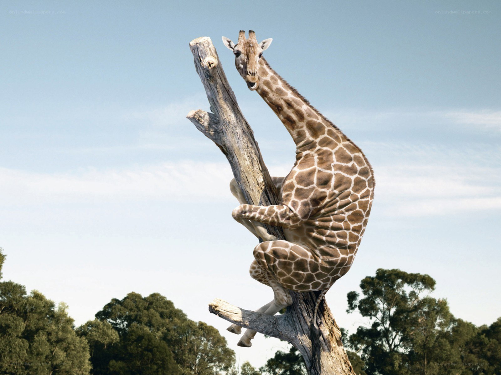 giraffe climbing a tree