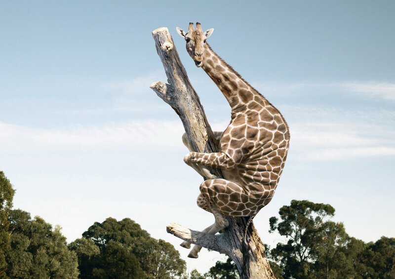 giraffe climbing a tree