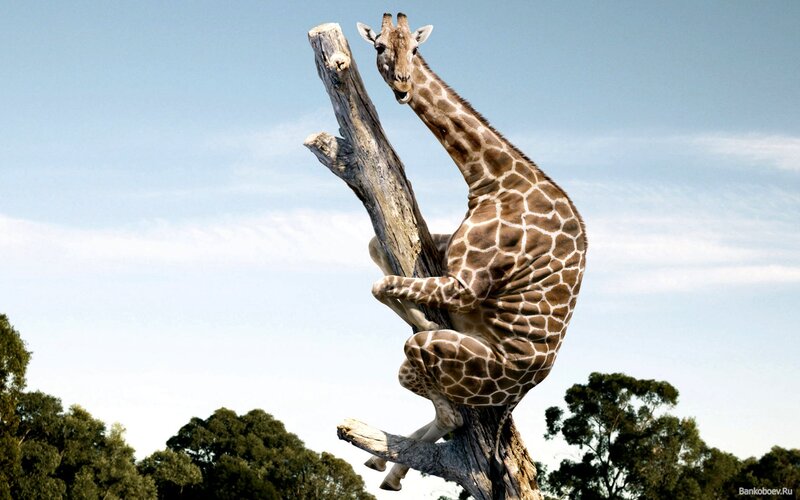 giraffe climbing a tree