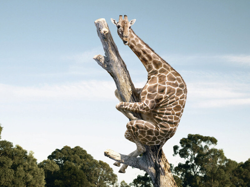 Giraffe Climbing Tree — Brown, Calm, Afternoon, Photograph