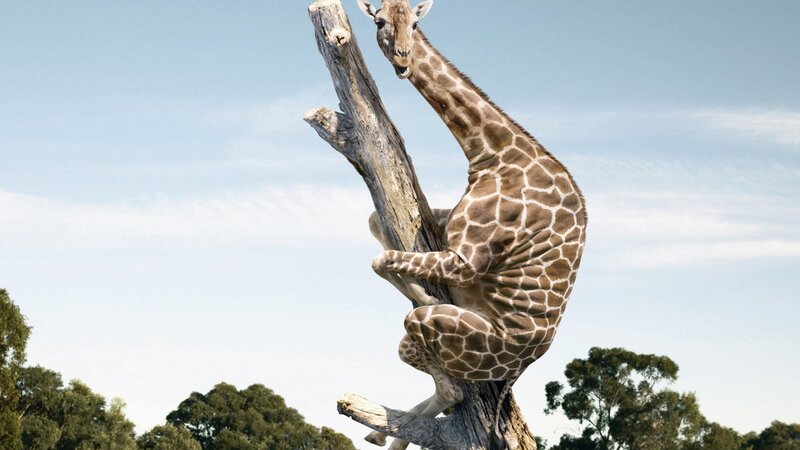 Giraffe Climbing Tree — Brown, Calm, Afternoon