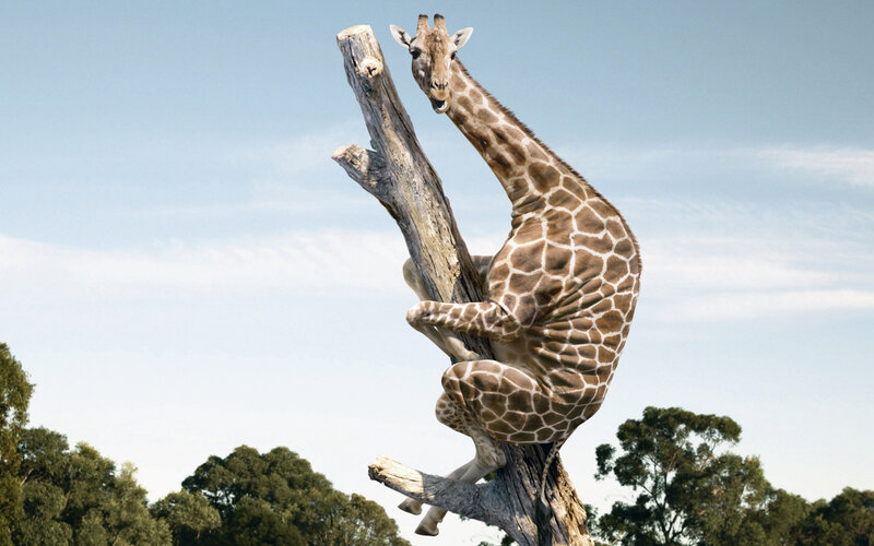 Giraffe Climbing Tree — Brown, Calm