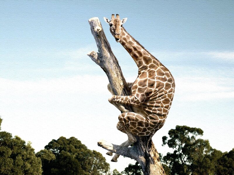 Giraffe Climbing Tree — Brown, Playful, Afternoon, Photograph, Sky