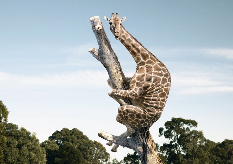 Giraffe Climbing Tree — Brown, Playful
