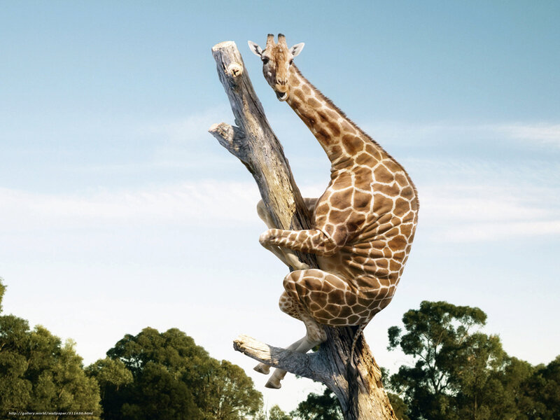 giraffe climbing tree