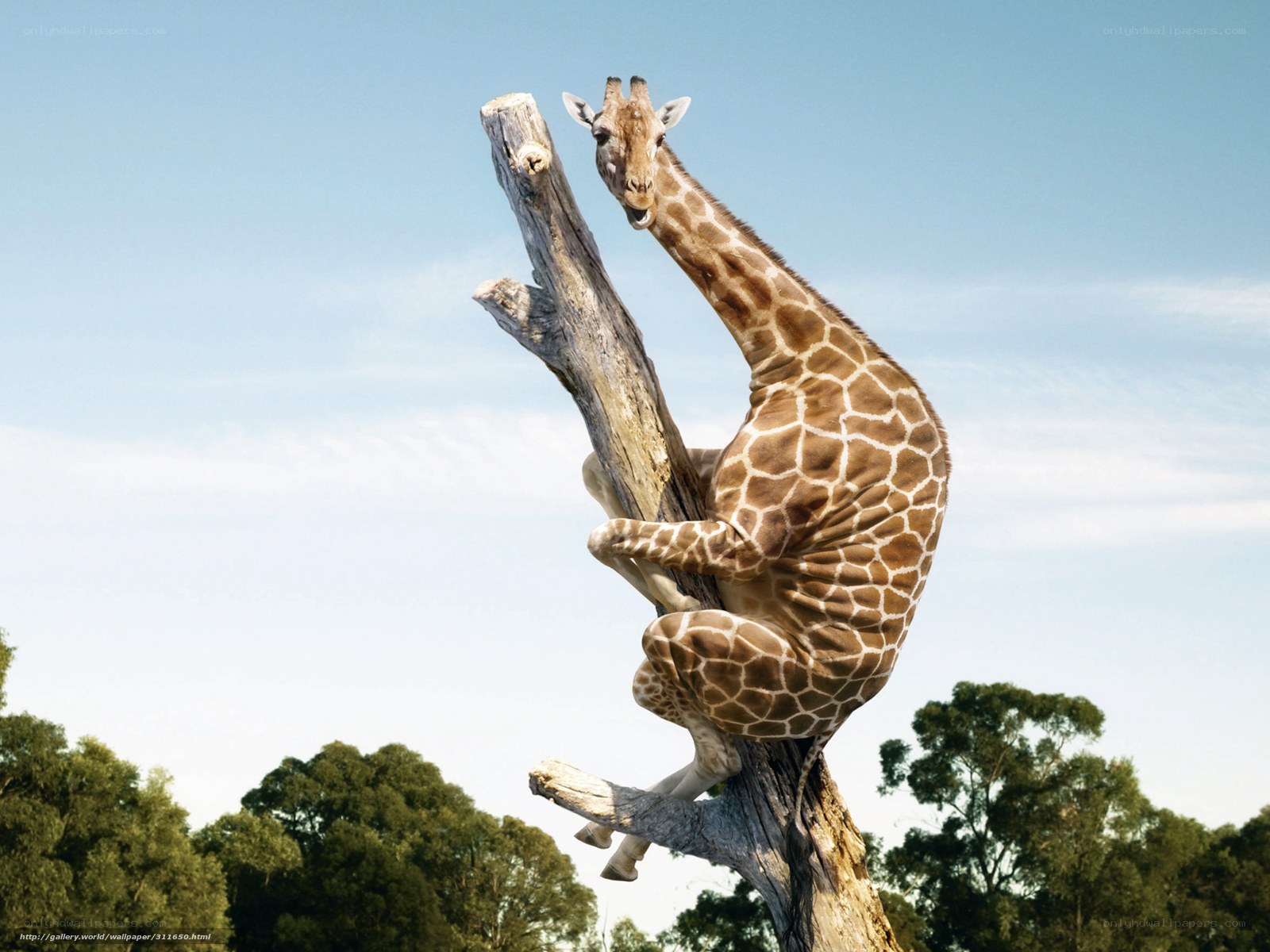 giraffe climbing tree