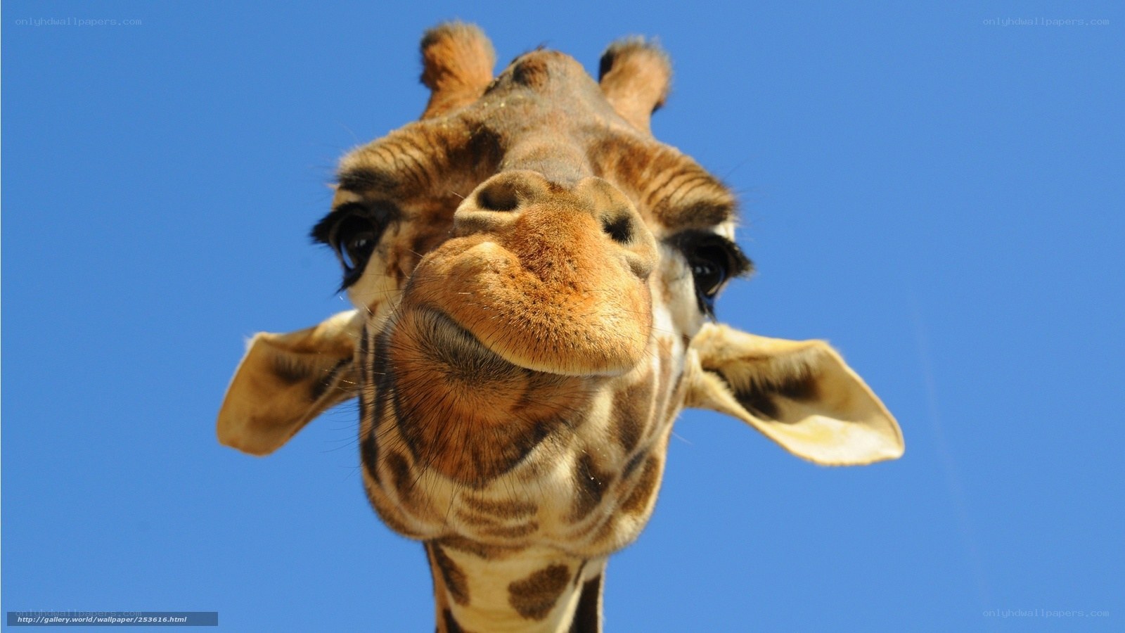 Giraffe close-up against blue sky