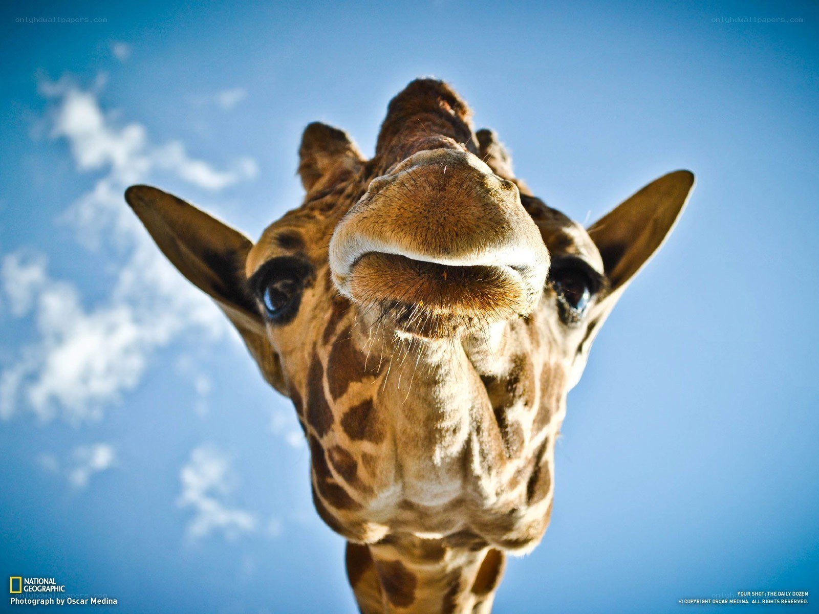 Giraffe close-up against blue sky